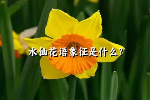 水仙花语象征是什么？
