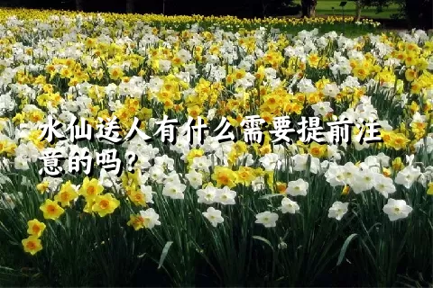 水仙送人有什么需要提前注意的吗？