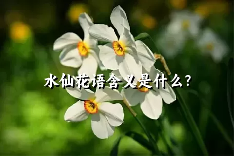 水仙花语含义是什么？