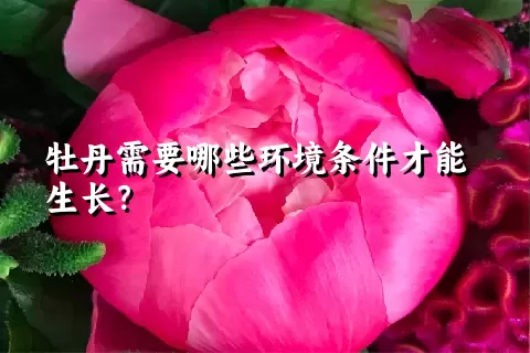 牡丹需要哪些环境条件才能生长？