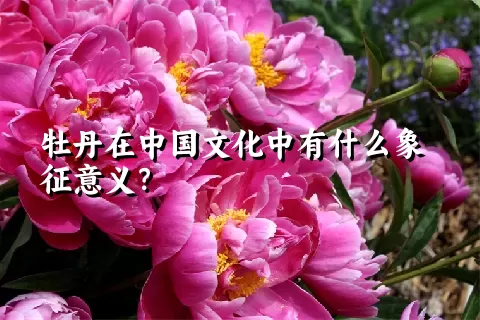 牡丹在中国文化中有什么象征意义？