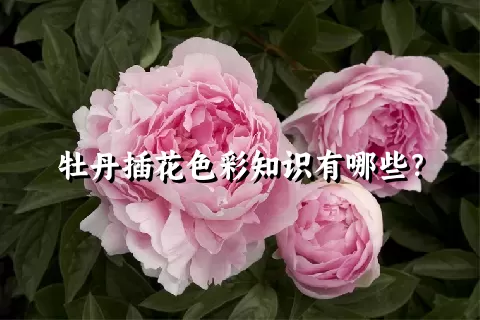 牡丹插花色彩知识有哪些？