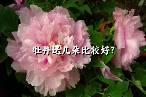 牡丹送几朵比较好？