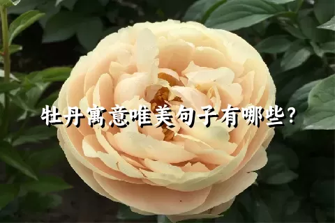 牡丹寓意唯美句子有哪些？