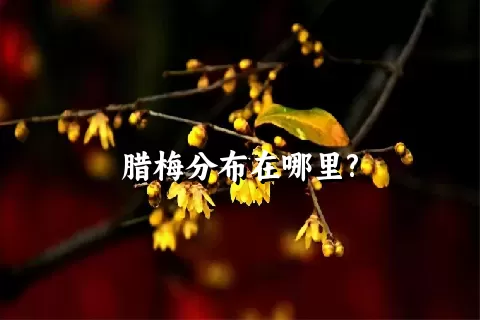 腊梅分布在哪里?