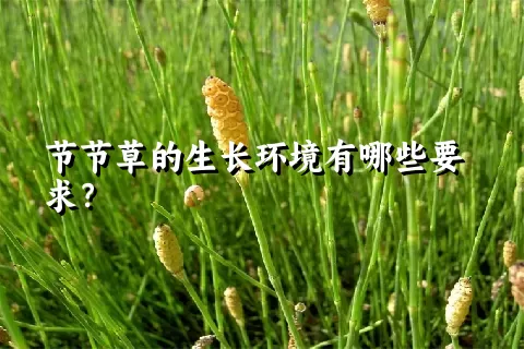 节节草的生长环境有哪些要求？