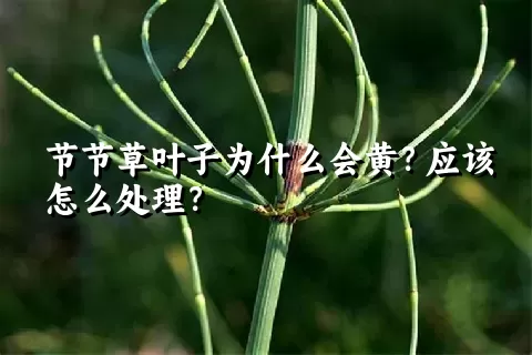 节节草叶子为什么会黄？应该怎么处理？