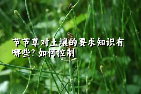 节节草对土壤的要求知识有哪些？如何控制
