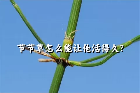 节节草怎么能让他活得久？