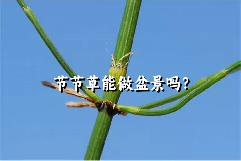 节节草能做盆景吗？