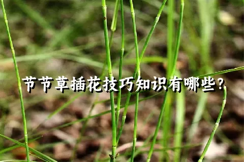 节节草插花技巧知识有哪些？