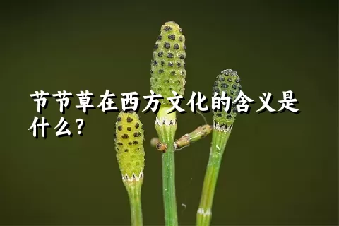 节节草在西方文化的含义是什么？