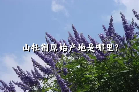 山牡荆原始产地是哪里？