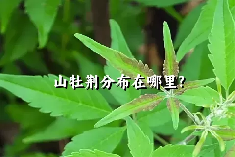 山牡荆分布在哪里?