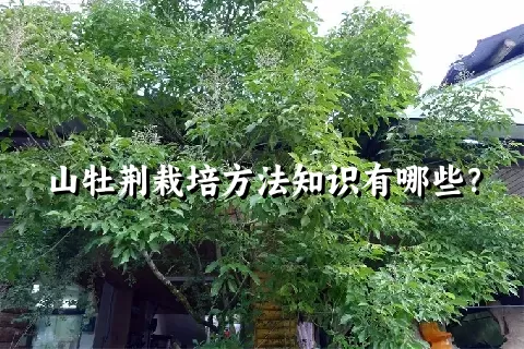 山牡荆栽培方法知识有哪些？