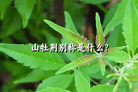 山牡荆别称是什么？