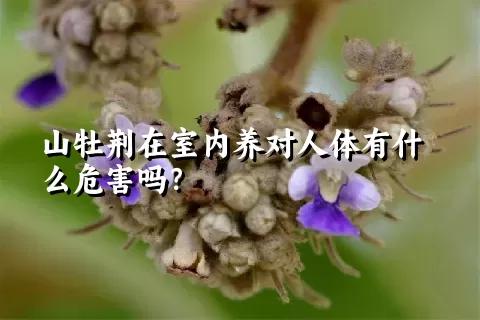 山牡荆在室内养对人体有什么危害吗？