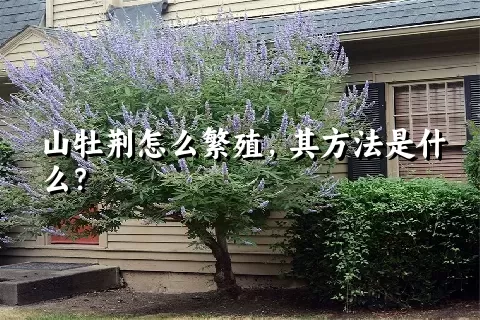 山牡荆怎么繁殖，其方法是什么？