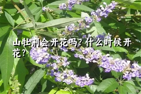 山牡荆会开花吗？什么时候开花？
