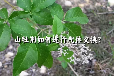 山牡荆如何进行气体交换？
