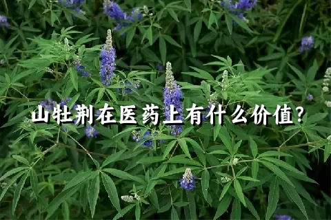 山牡荆在医药上有什么价值？
