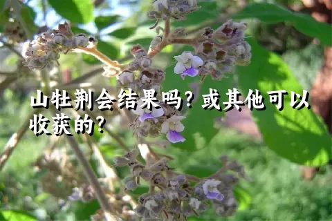 山牡荆会结果吗？或其他可以收获的？