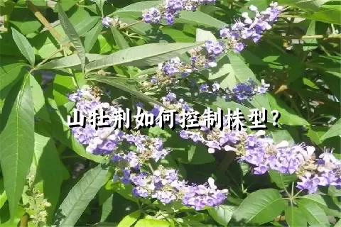 山牡荆如何控制株型？