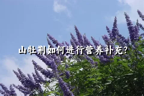 山牡荆如何进行营养补充？