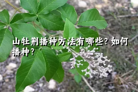 山牡荆播种方法有哪些？如何播种？