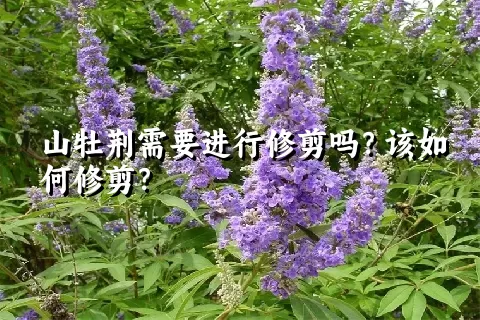 山牡荆需要进行修剪吗？该如何修剪？