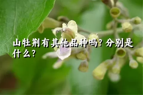 山牡荆有其他品种吗？分别是什么？