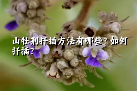 山牡荆扦插方法有哪些？如何扦插？