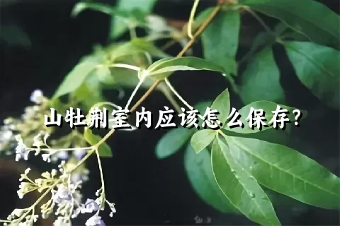 山牡荆室内应该怎么保存？