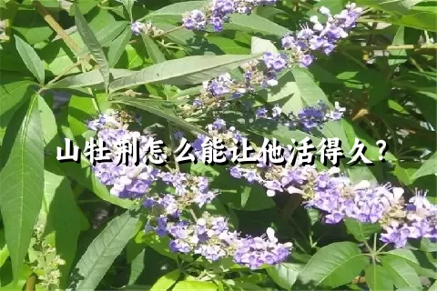 山牡荆怎么能让他活得久？