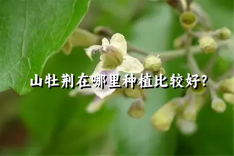 山牡荆在哪里种植比较好？