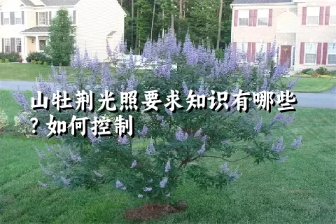 山牡荆光照要求知识有哪些？如何控制
