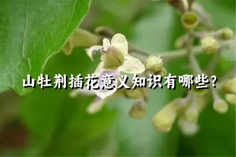 山牡荆插花意义知识有哪些？