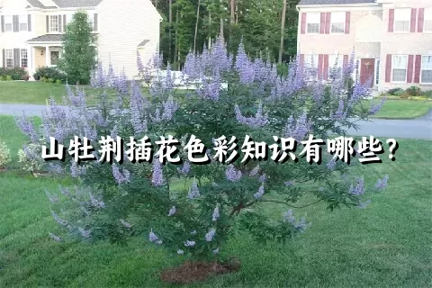 山牡荆插花色彩知识有哪些？