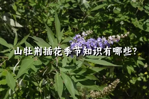 山牡荆插花季节知识有哪些？