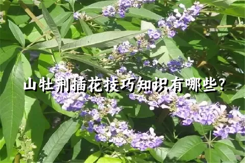 山牡荆插花技巧知识有哪些？