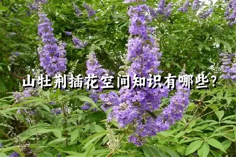 山牡荆插花空间知识有哪些？