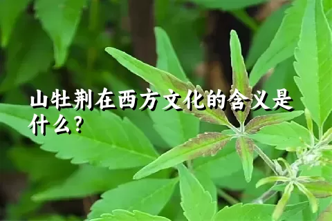 山牡荆在西方文化的含义是什么？