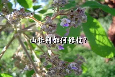 山牡荆如何修枝？