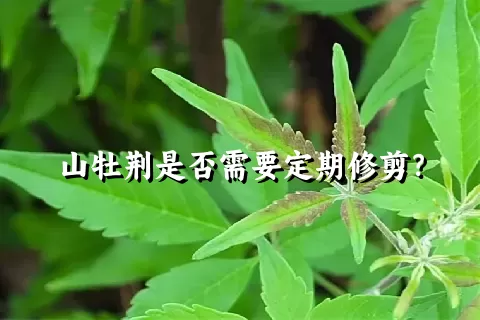 山牡荆是否需要定期修剪？