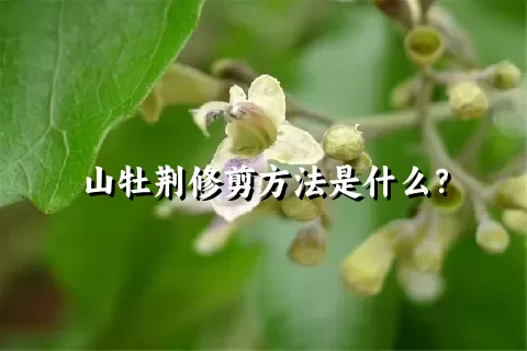山牡荆修剪方法是什么？