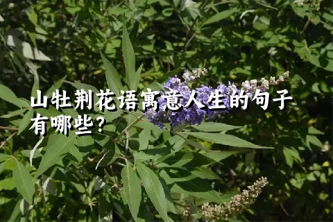山牡荆花语寓意人生的句子有哪些？