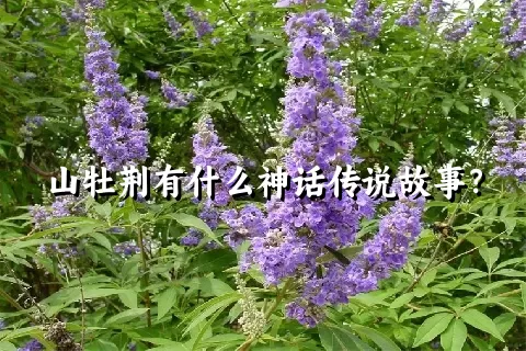 山牡荆有什么神话传说故事？