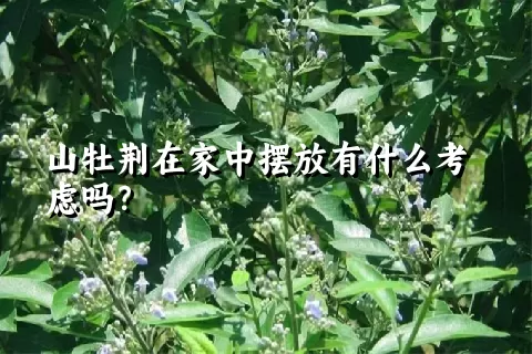 山牡荆在家中摆放有什么考虑吗？