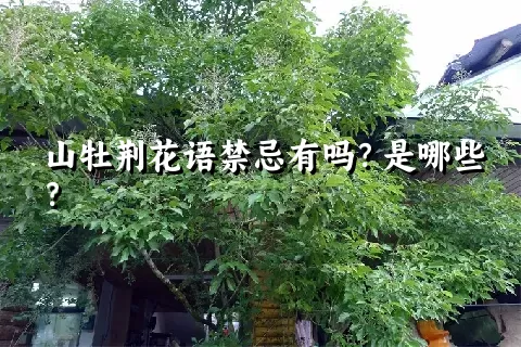 山牡荆花语禁忌有吗？是哪些？