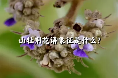 山牡荆花语象征是什么？